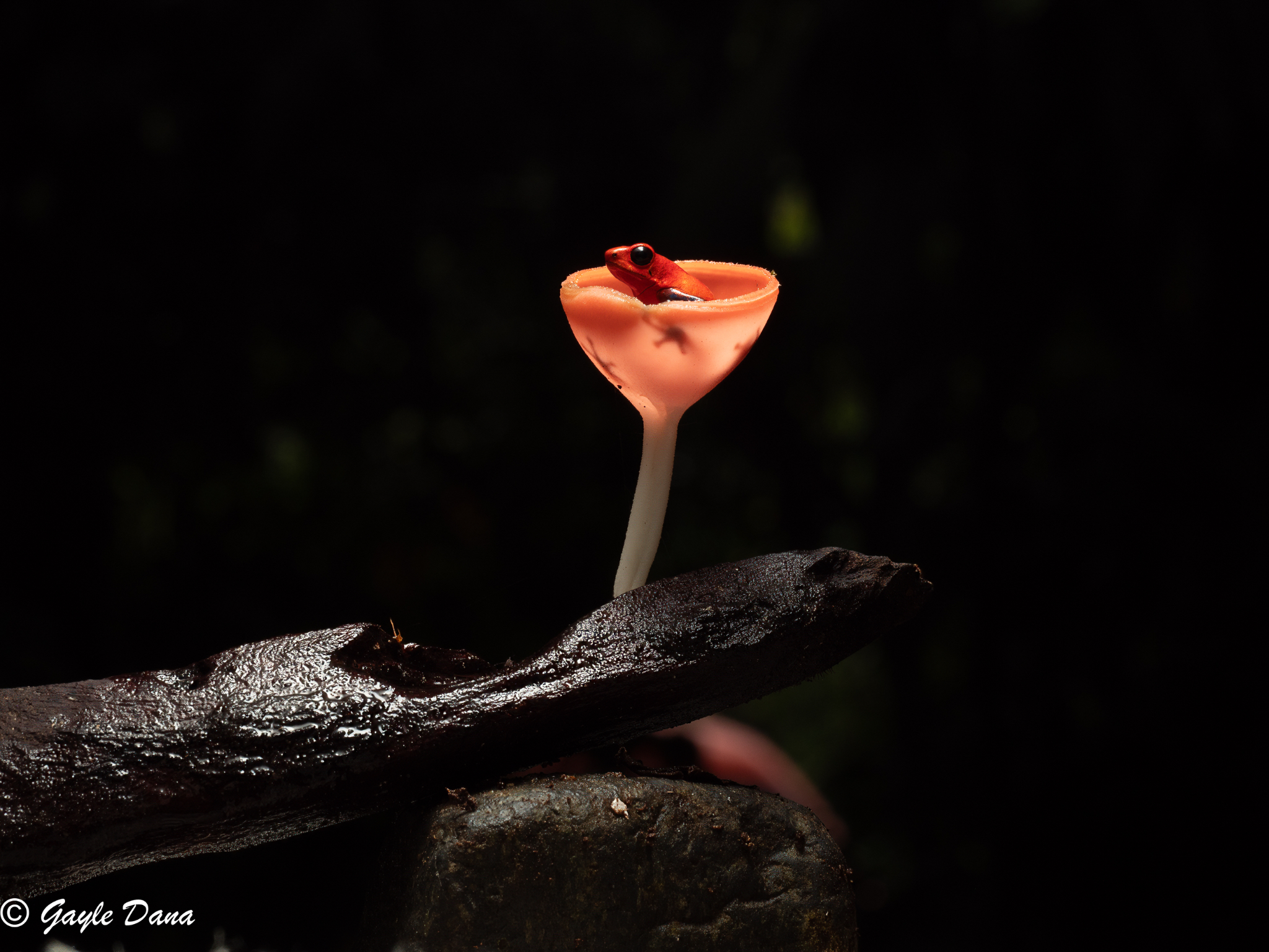 Blue jeans Poison Dart Frog in Mushroom